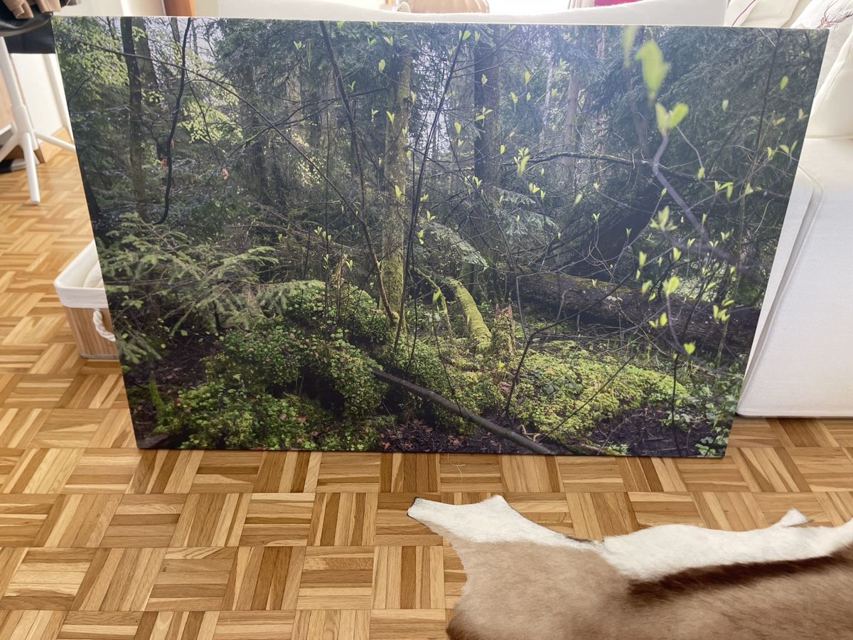 Poster & Bilder: Bild  – Gebraucht aus Zollikon von tap_xv26 1