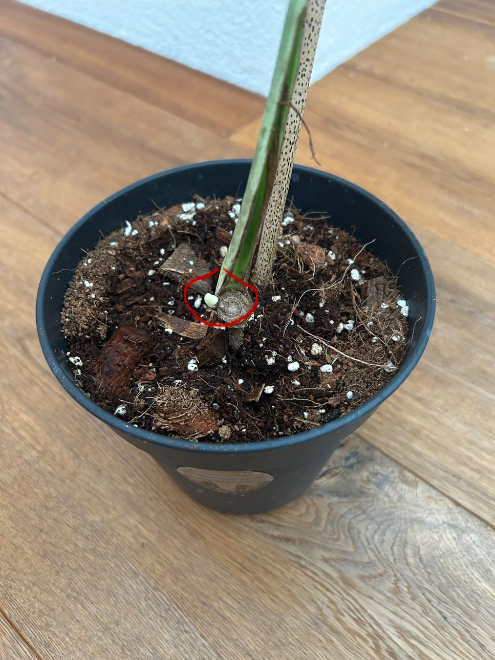 Piante & sementi: Monstera full mint Steckling mit Neuaustrieb – Nuovo e nell'imballaggio originale da Wattwil venduto da Mikesplantshop 2