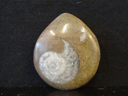 Versteinerter Fisch Fossil GONIATIT MAROKKO