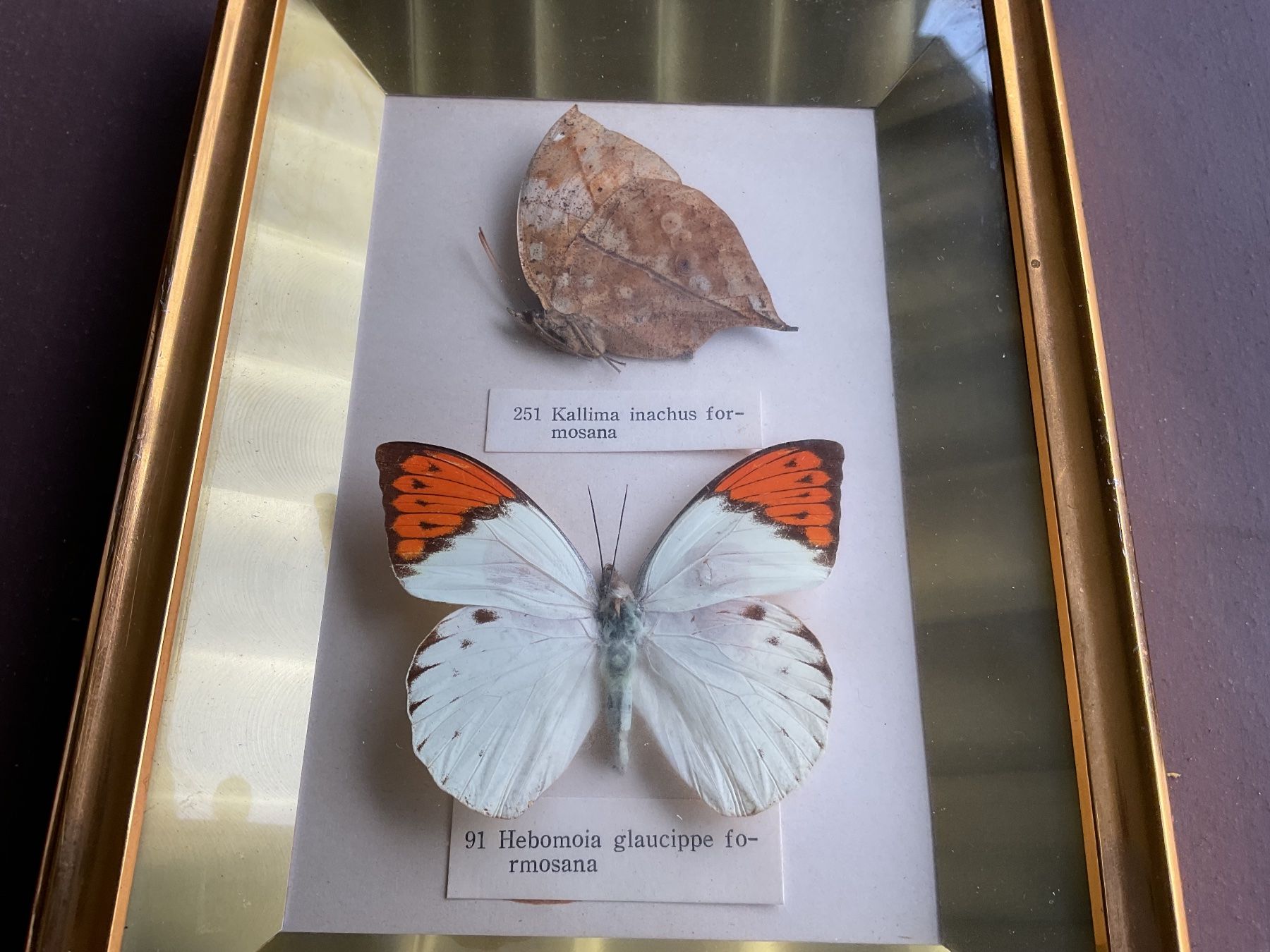 Poster & Bilder: SCHÖNES CHIN. BILD MIT ECHTEN SCHMETTERLINGEN – Gebraucht aus Adlikon b.Regensdorf von Crystaldragon09 1