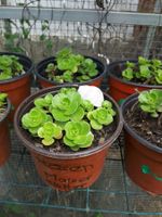 ☘Rosen mauerpfeffer ☘sedum☘