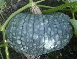 COURGE Marina di Chioggia  5g