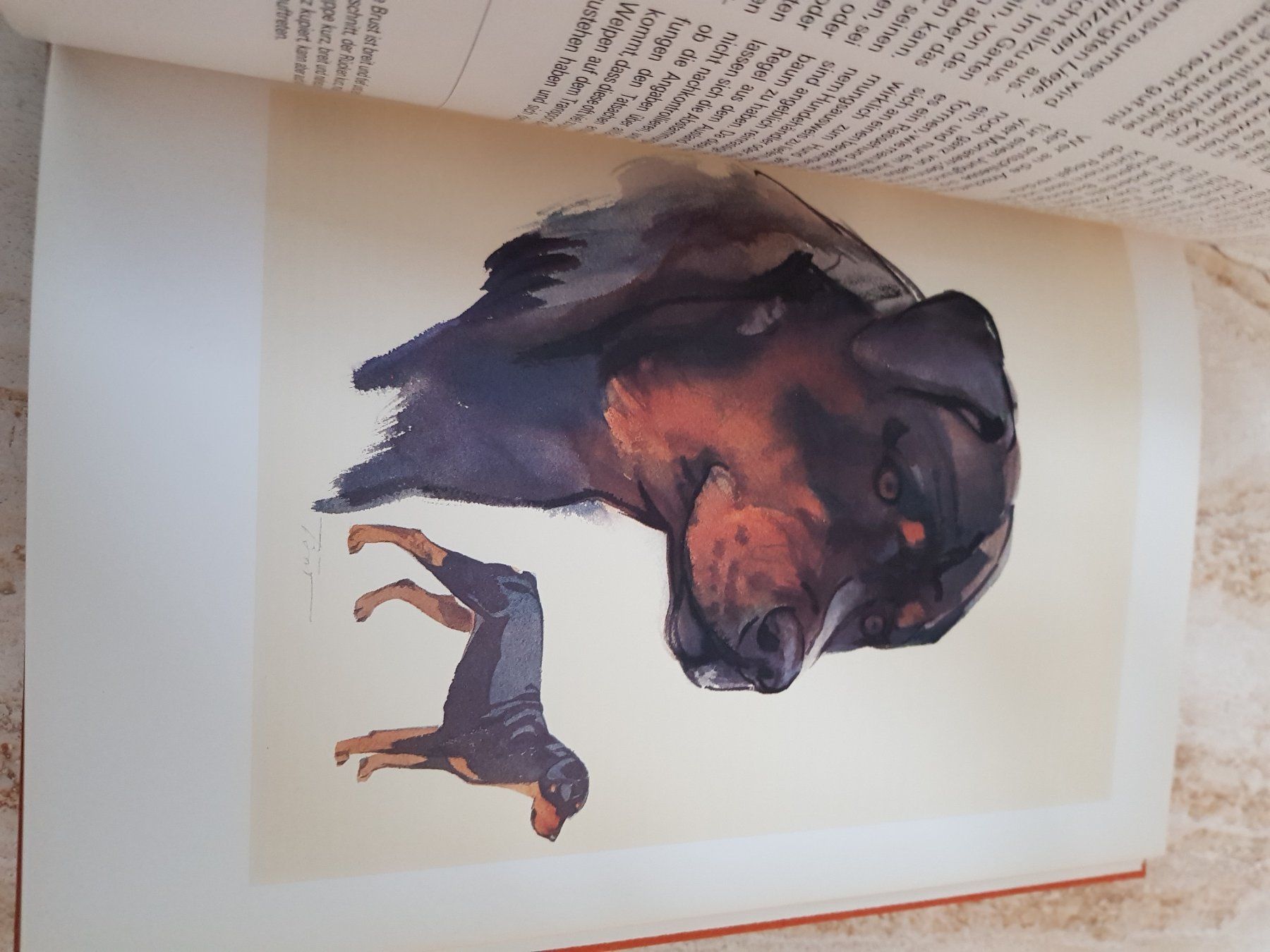 Bücher: Silva Verlag "Unsere Hunde" neuwertig – Neu (gemäss Beschreibung) aus Winterthur von Joschko 5