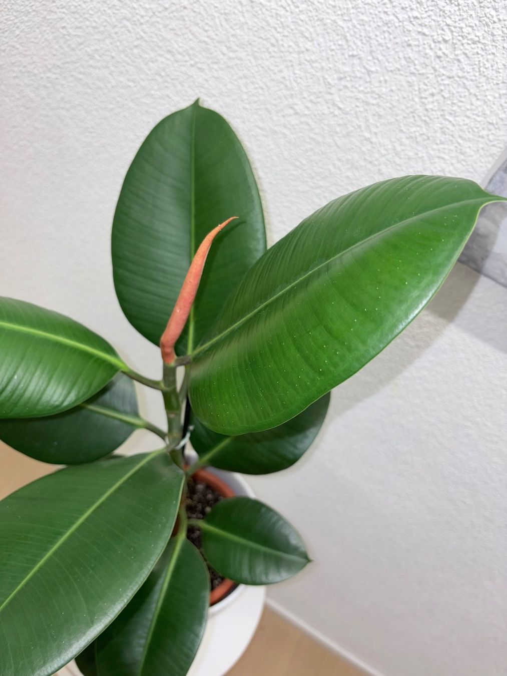 Piante & sementi: FICUS ELASTICA ROBUSTA Pflanze, Gummibaum 76 cm – Usato da Kilchberg ZH venduto da malibubeach 3