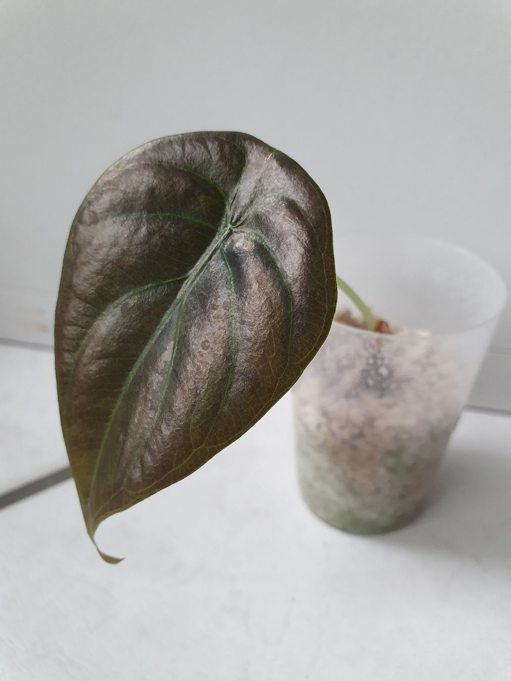 Piante & sementi: Alocasia Cuprea – Usato da Erlinsbach SO venduto da Lea030