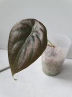Alocasia Cuprea