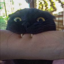 Profile image of Froschsalat
