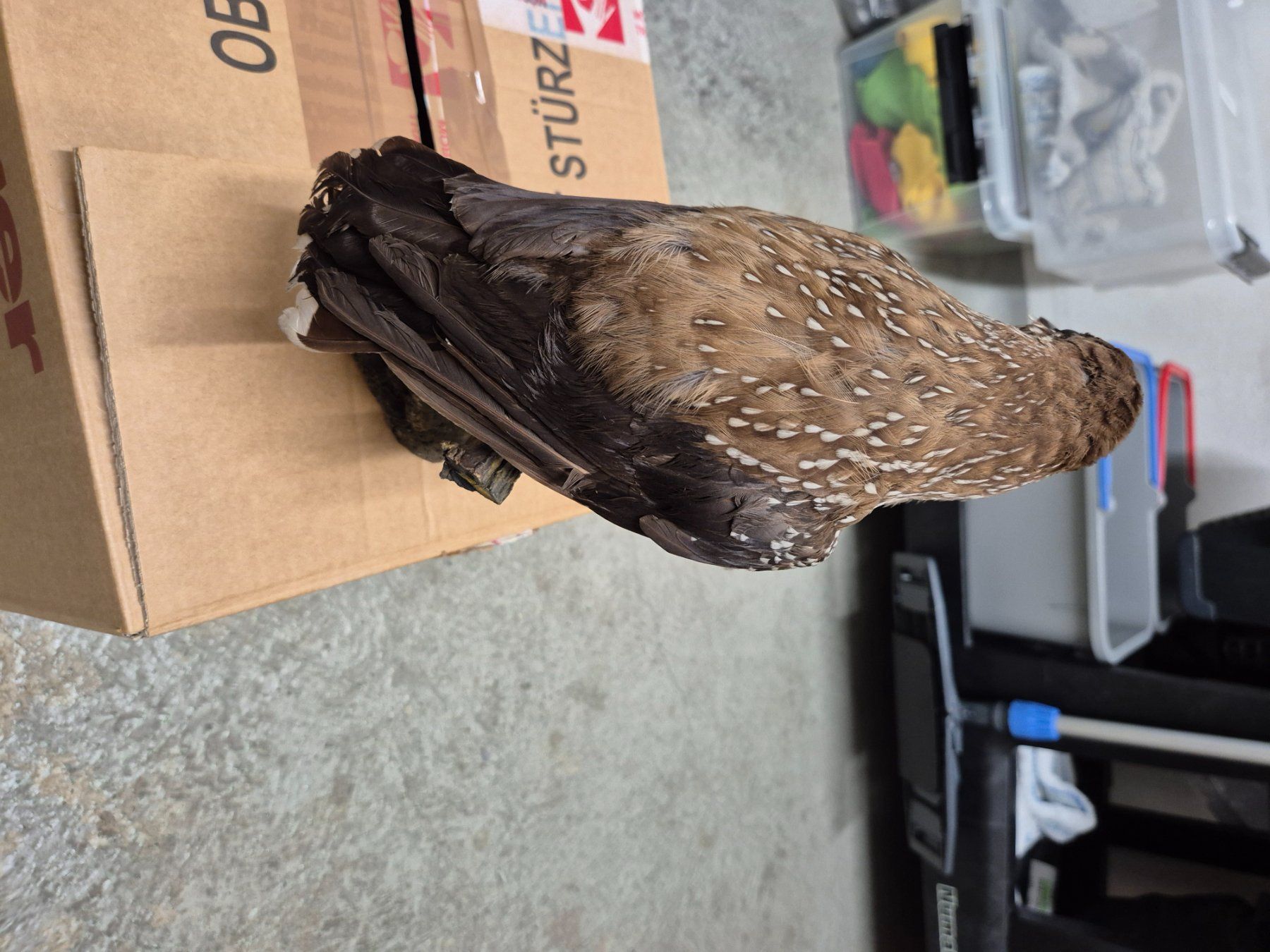 Il mondo degli animali: Ausgestopfte Vögel – Usato da Zürich venduto da Weml 2