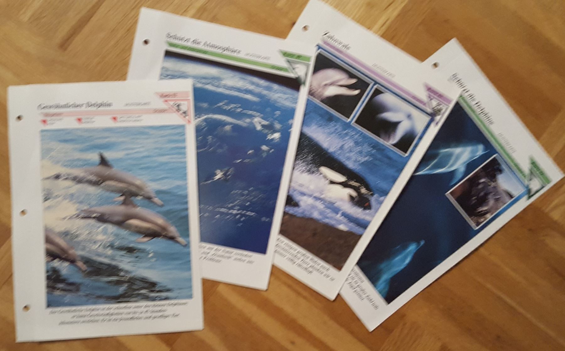Cartoline: 4 alte Tierkarten – Usato da Melchnau venduto da Fishel 1