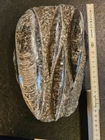 Versteinerung Fossil Orthoceras Tintenfisch