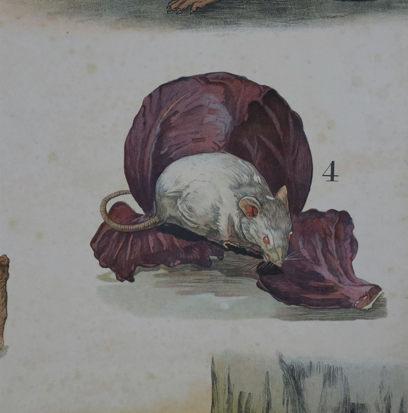 Posters & Illustrations: Schulwandbild "Nagetiere" Biber, Ratten – D'occasion à Birrwil par brandschatz_birrwil 4