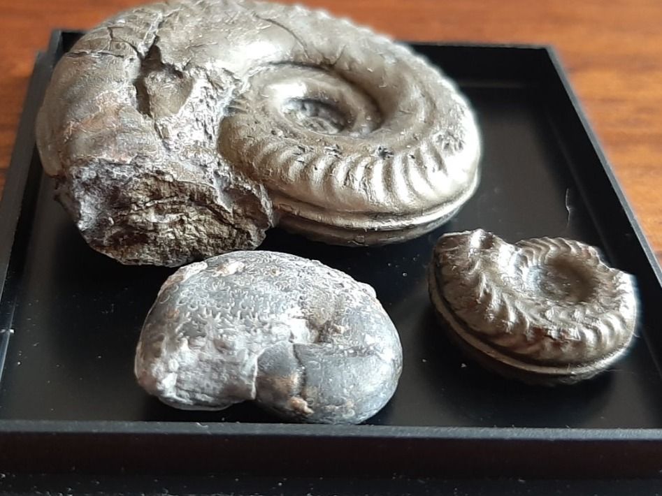 Fossili: Pyrit Ammoniten Frankreich – Usato da Rickenbach BL venduto da Oktober68 5