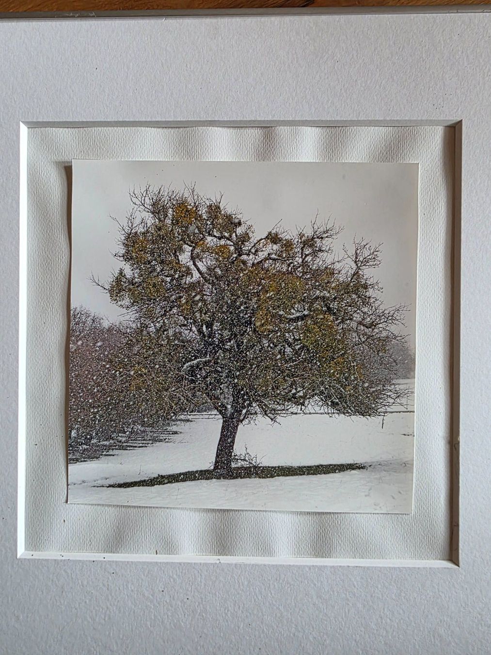 Foto & Immagini: Fotographie Bild wunderbarer Baum im Winter – Usato da Walterswil BE venduto da Lonitti 1