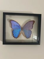 Framed Butterfly Morpho rhetenor displayed Taxidermy