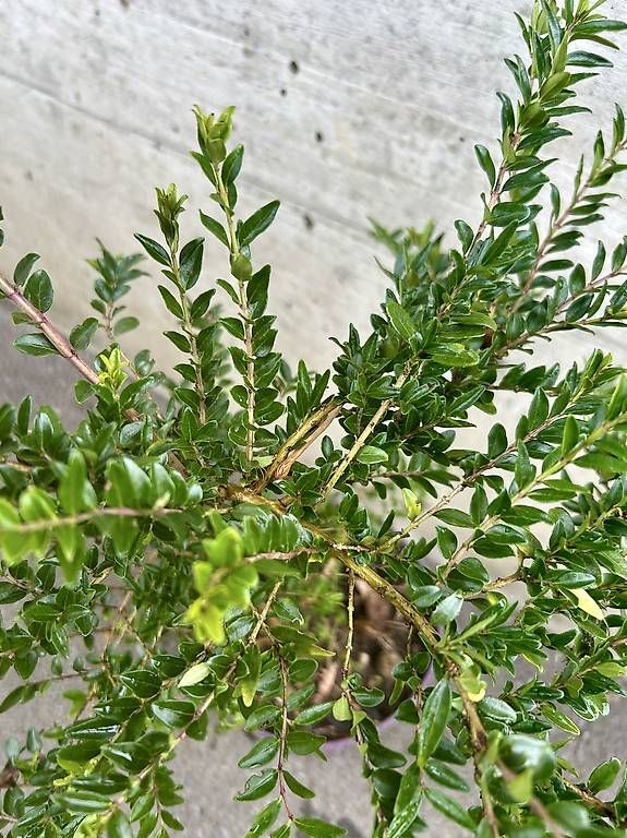 Plantes & graines: Immergrüne Heckenkirsche – D'occasion à Frauenfeld par Irene.Schuppli 2