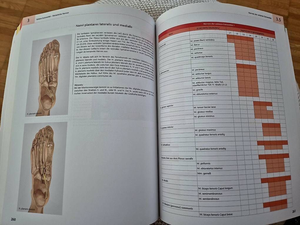 Libri: Muskelbuch 7.Auflage – Usato da Wetzikon ZH venduto da Juergen_B 1