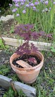 Japanischer Ahorn, Acer Palmatum, im Topf