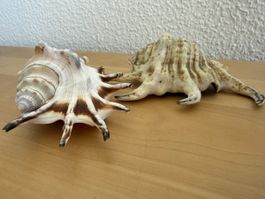 Zwei Muscheln