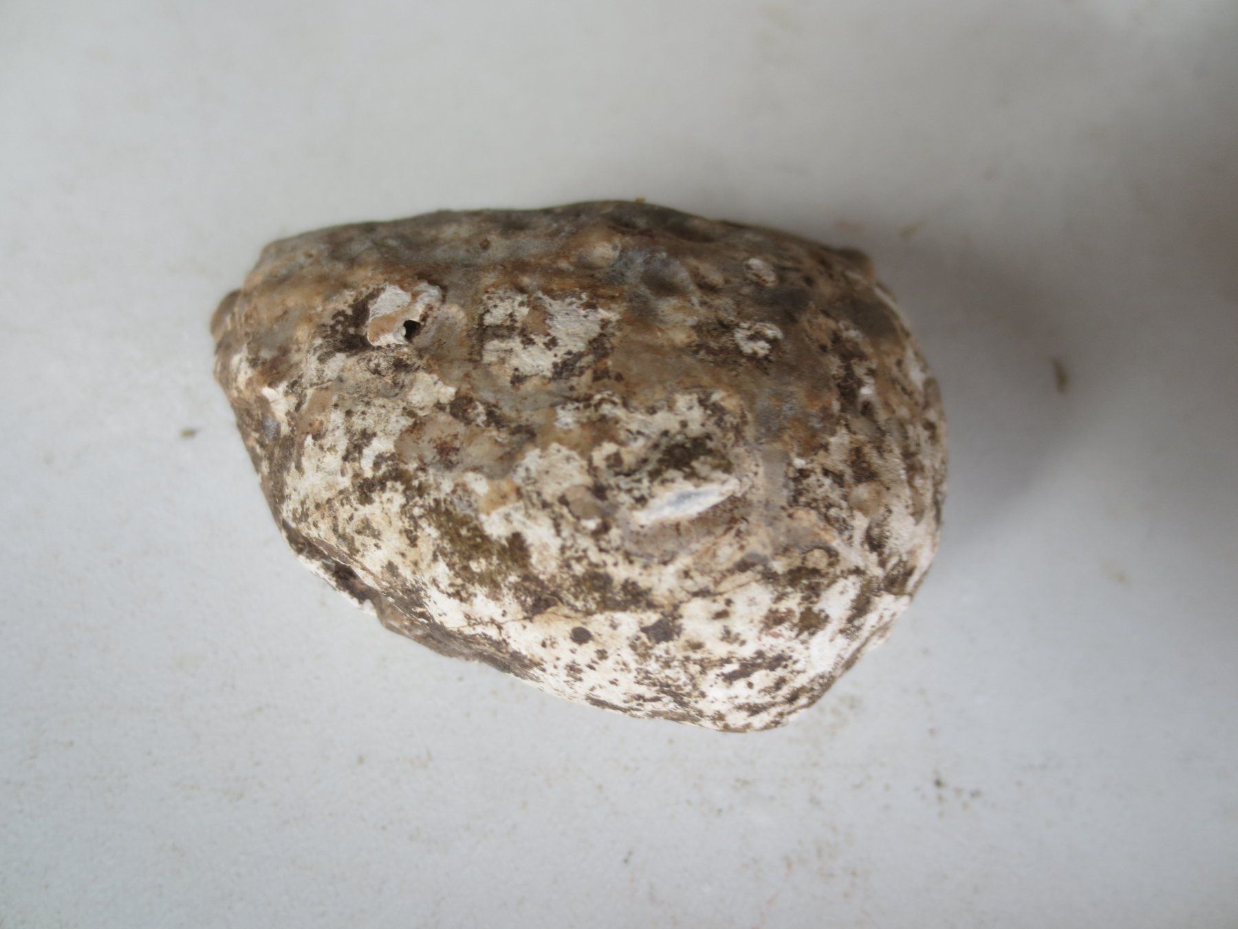 Fossili: Fossilie – Nuovo (secondo la descrizione) da Weier im Emmental venduto da waefler03 1