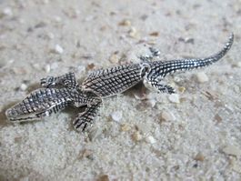 Wundervoller Ketten Anhänger bewegliches Krokodil detailget