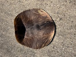 Ziegenfell gegerbt 40 cm mit Haar (Nr.9)