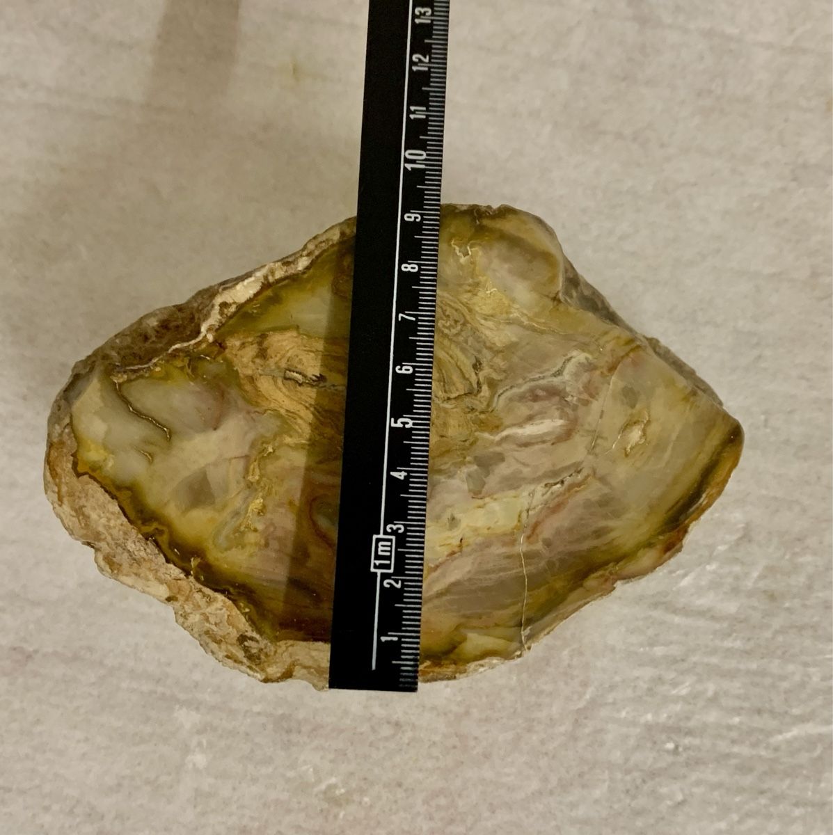 Fossilien: Versteinertes Holz 1.8 kg polierter Stein – Neu (gemäss Beschreibung) aus Erlenbach ZH von Ritschly 4