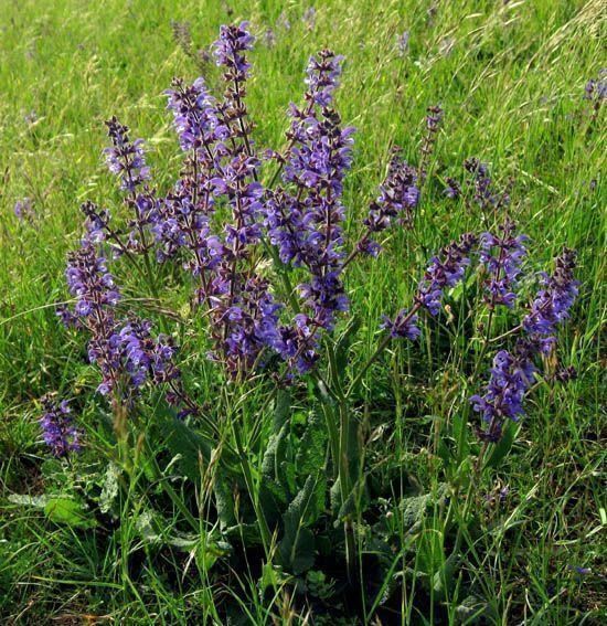 Piante & sementi: 500 Samen Wiesensalbei Staude Blume – Nuovo (secondo la descrizione) da Ehrendingen venduto da VerveinaSamen