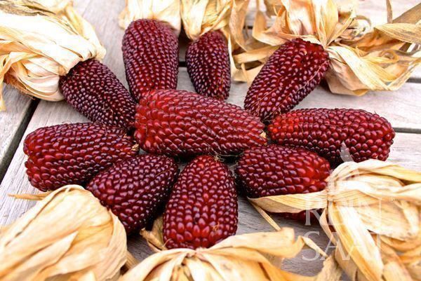 Piante & sementi: MAÏS FRAISE  15g – Nuovo (secondo la descrizione) da Bremblens venduto da FIBONACCI369 4