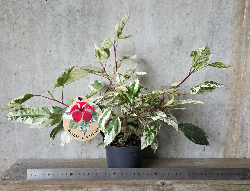 Hibiskus Rosa-Sinensis 'Variegata' Rot (Neu (gemss Beschreibung)) in  St.Erhard fr CHF 19  nur Abholung auf Ricardo kaufen