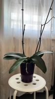 Orchidée avec pot décoratif – bourgeon en formation