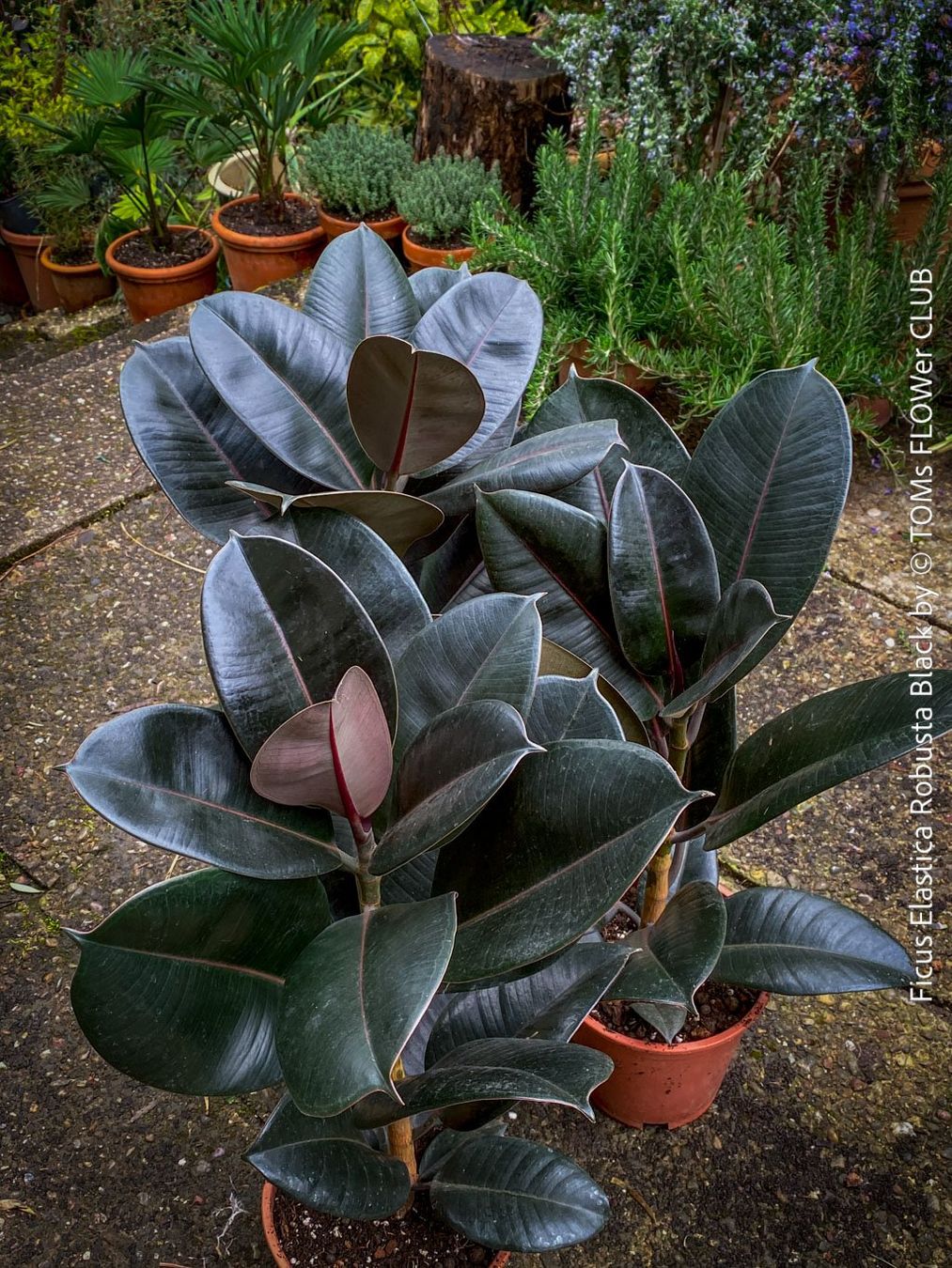 Piante & sementi: Ficus Elastica Robusta Black - "Gothic" schwarzer Gummibaum – Nuovo e nell'imballaggio originale da Adliswil venduto da astom369 7
