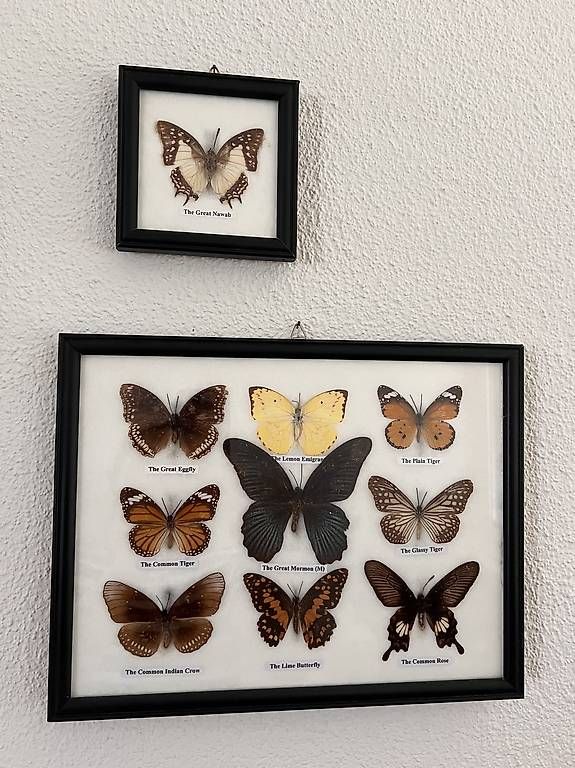 Il mondo degli animali: Nice natural butterflies frame – Usato da Dübendorf venduto da ana_6kcc