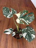 Monstera Thai Constellation💚