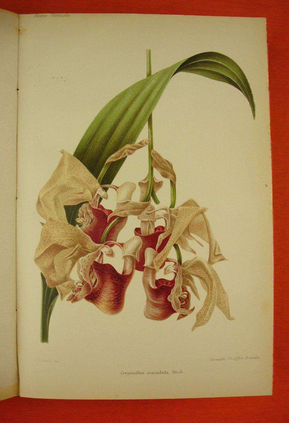 Livres: REVUE HORTICOLE 1899, LITHOS – D'occasion à Grüningen par Kartensammler 7