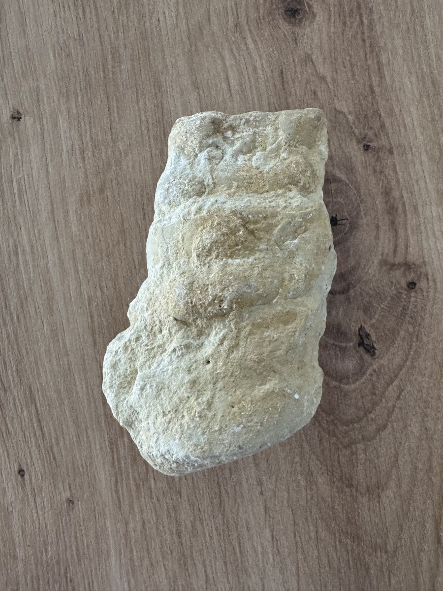 Fossili: Fossil Ammonit oder Schnecke Stein naturbelassen Fundstueck  – Usato da Biberist venduto da etesummer 3
