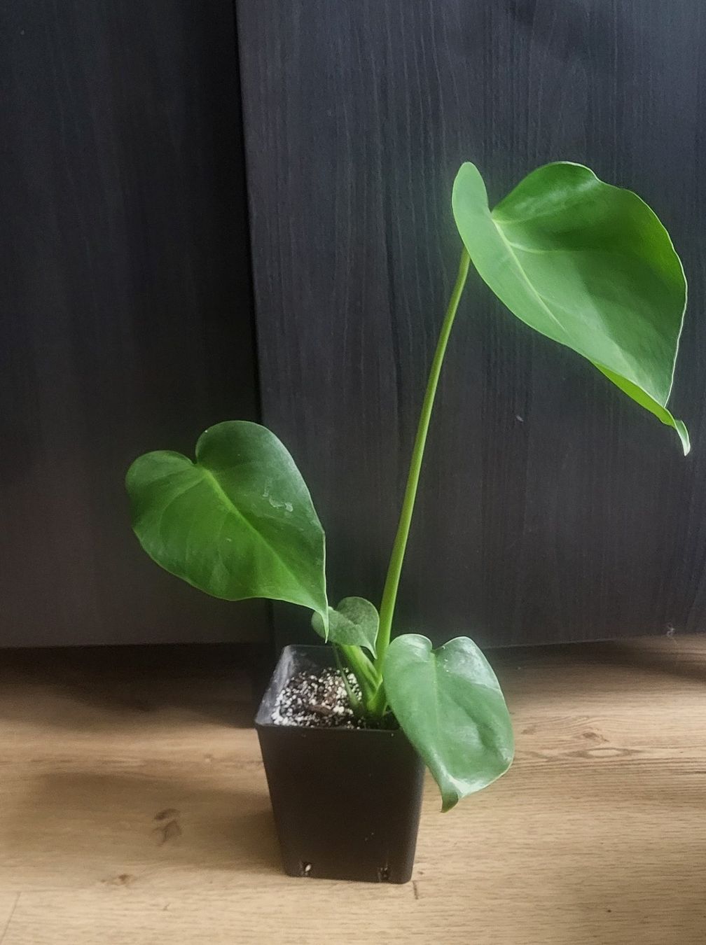 Piante & sementi: Monstera Deliciosa S/M – Usato da Pregassona venduto da maslud 3