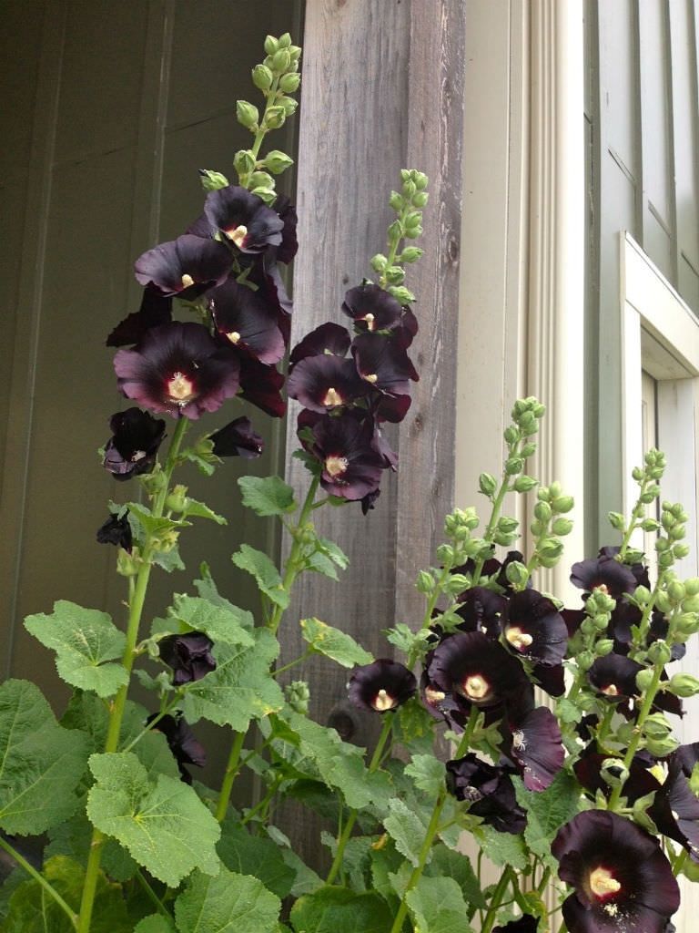Piante & sementi: 100 Samen schwarze Stockrose Alcea nigra – Usato da Ehrendingen venduto da VerveinaSamen 2