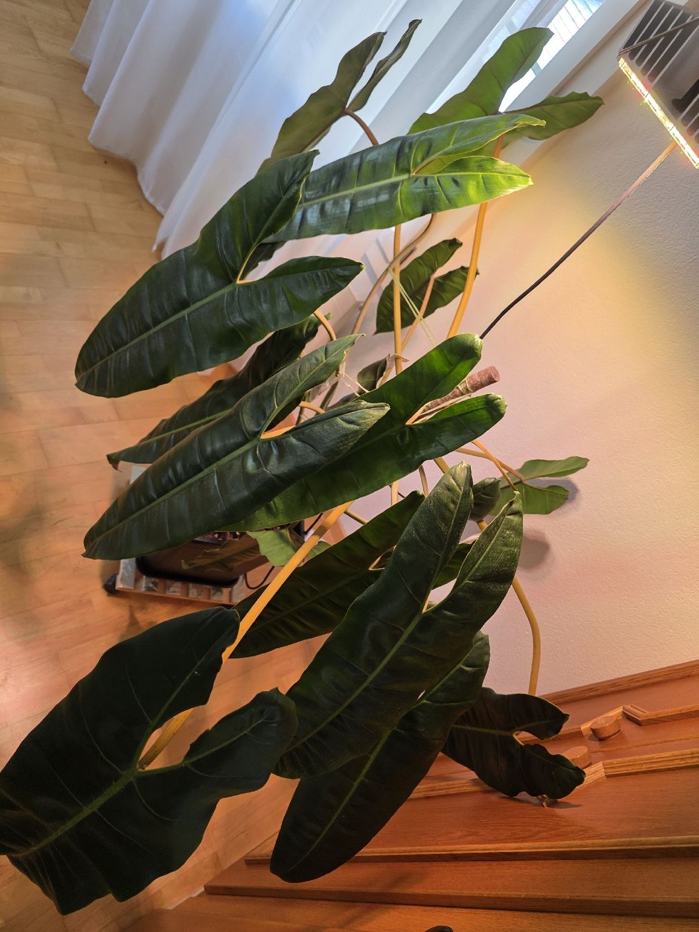 Piante & sementi: Philodendron billietiae – Usato da Cham venduto da dow_9ssc 1