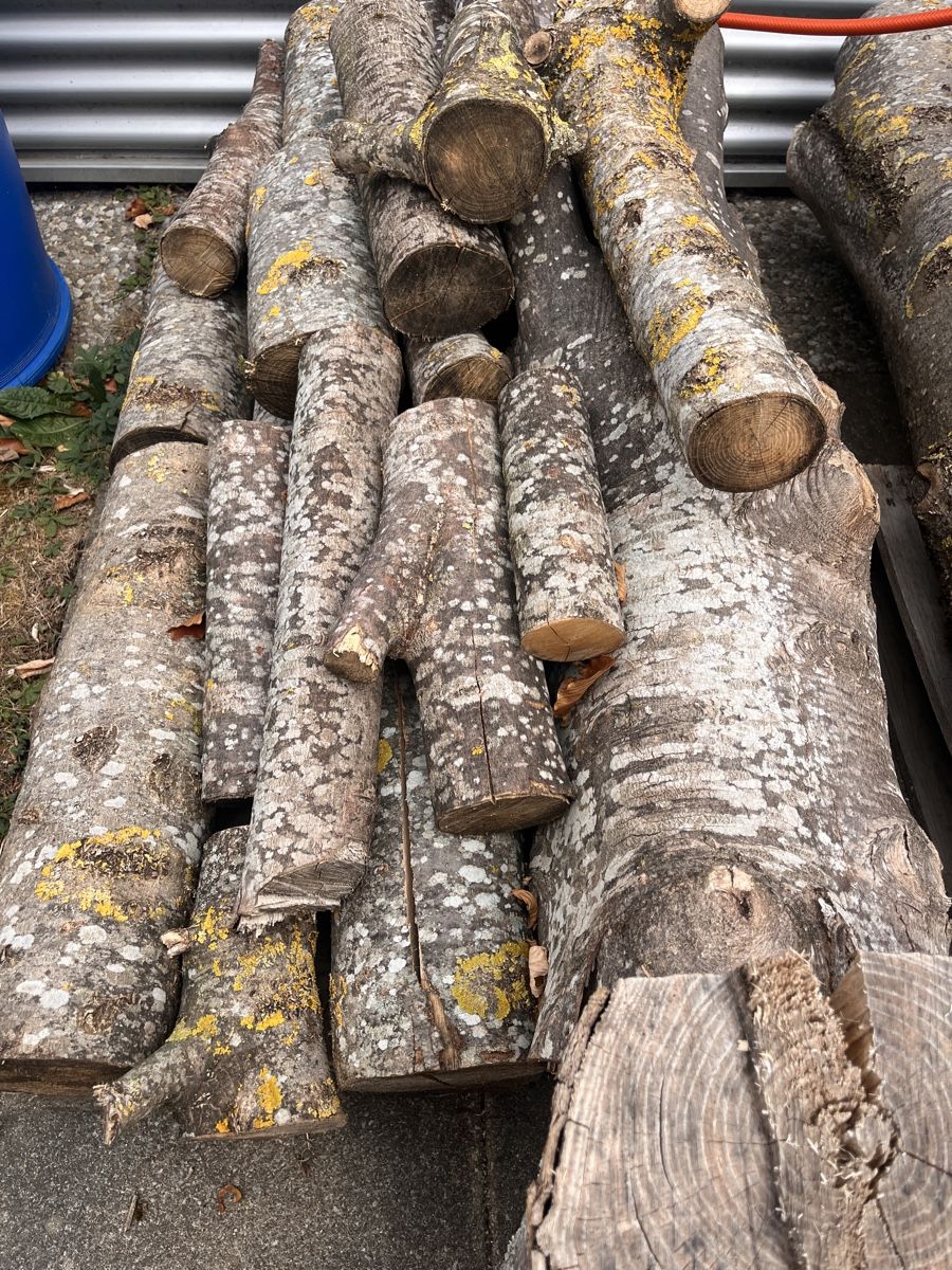 Articoli in legno: Brennholz trocken gemischt, Esche  – Nuovo (secondo la descrizione) da Büsserach venduto da jiv_gd5h
