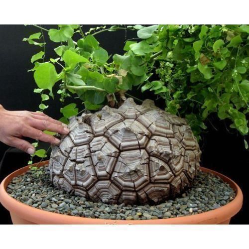 Piante & sementi: Dioscorea elephantipes  RARE 5g – Nuovo (secondo la descrizione) da Bremblens venduto da FIBONACCI369
