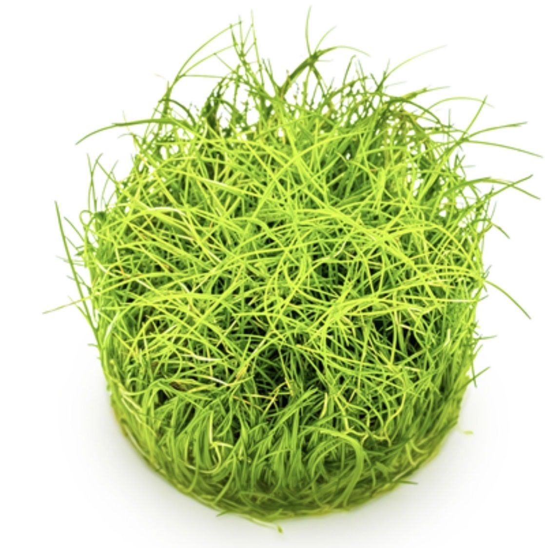Plantes & graines: Aquariumpflanze InVitro Eleocharis pusilla/acicularis 'Mini' – Neuf avec emballage d'origine à Dulliken par miggu40 1