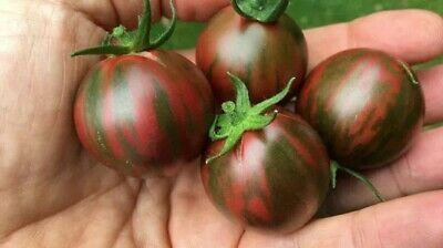 Piante & sementi: 20 Samen ZEBRINO Tomate – Nuovo (secondo la descrizione) da Ehrendingen venduto da VerveinaSamen