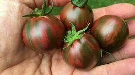 20 Samen ZEBRINO Tomate