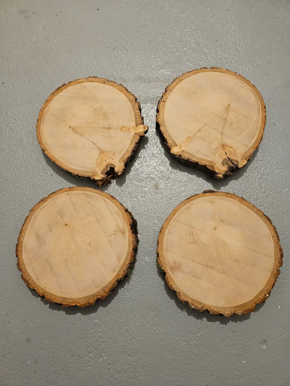 Articoli in legno: Rundholzscheiben/Baumscheiben – Nuovo (secondo la descrizione) da Brunnen venduto da kent03