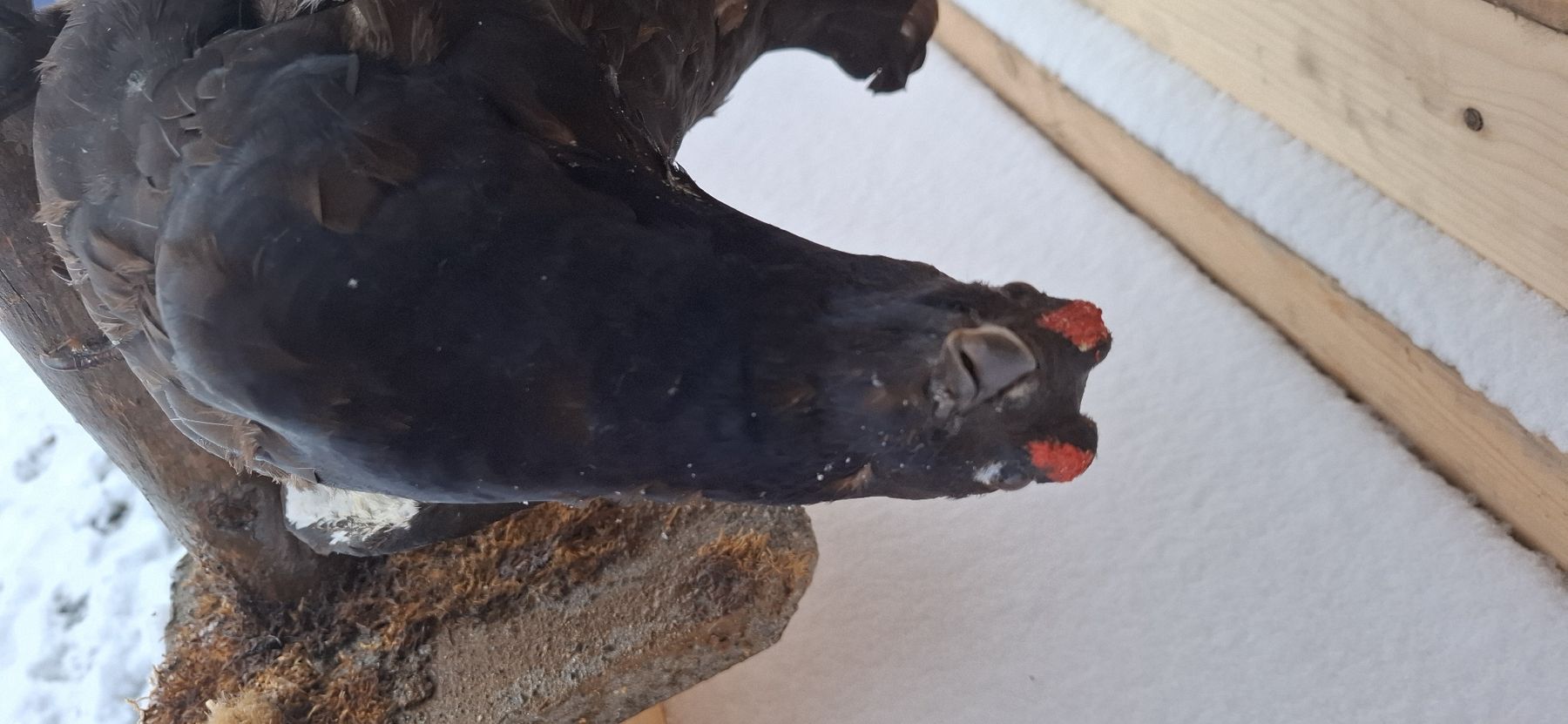 Welt der Tiere: Präparat Birkhahn auf Ast, Jagdtrophäe, Top – Gebraucht aus Buttisholz von REX001 3