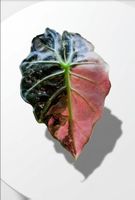 Alocasia Polly Pink Variegata - SELTEN INTENSIVES PINK!
