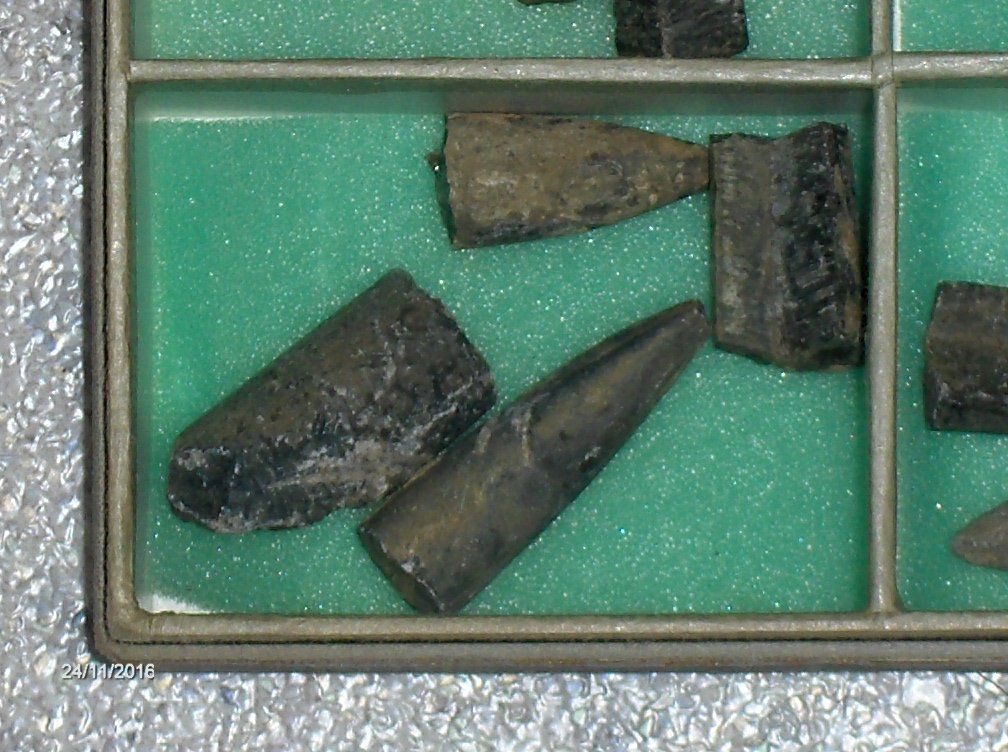 Fossilien: Fossilien Versteinerung  Sammeln Steinzeit – Gebraucht aus Schlattingen von Schmidi50 1