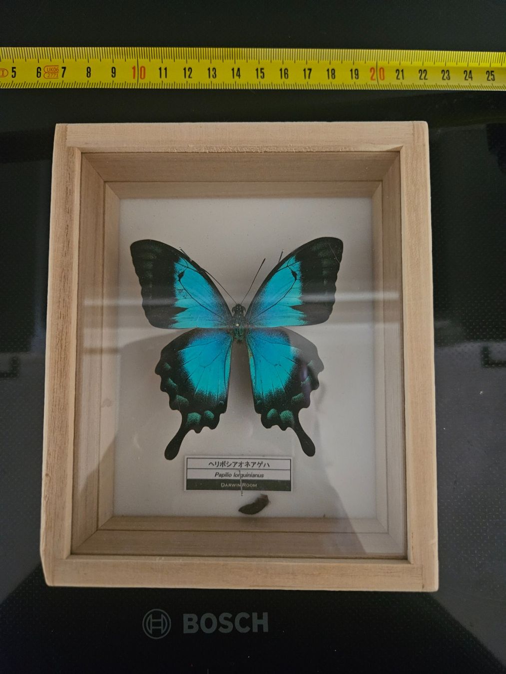 Il mondo degli animali: Schmetterling in Rahmen - kaputt – Usato da Luzern venduto da KleinkramLuzern