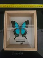 Schmetterling in Rahmen - kaputt