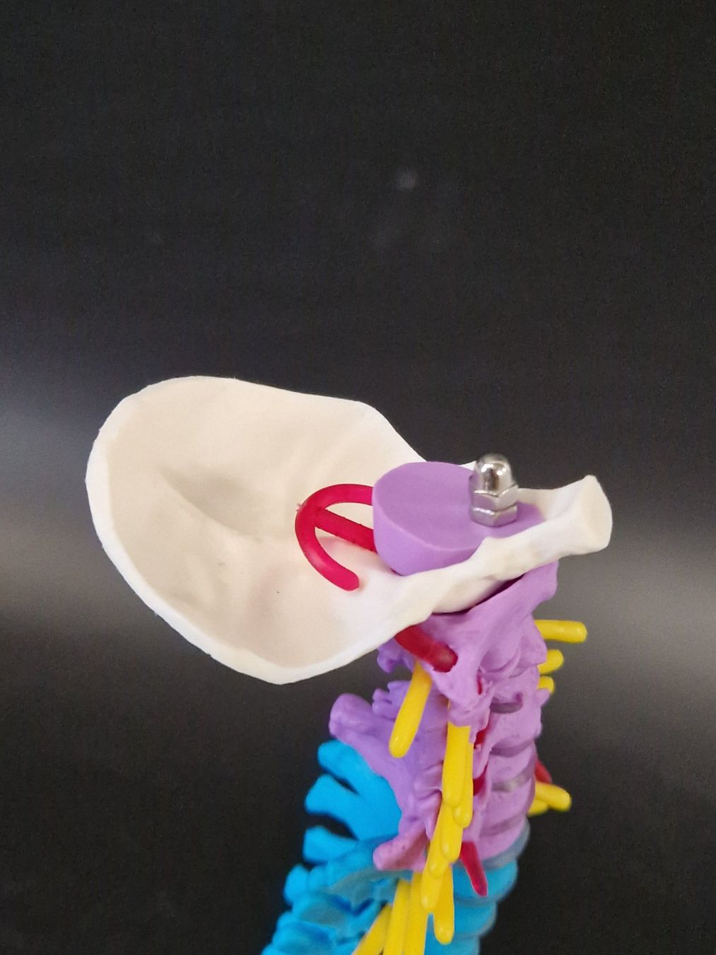 Modellbausätze & Standmodelle: Flexibel Farbiges Anatomisches Wirbelsäulenmodell – Neu (gemäss Beschreibung) aus Muhen von Restwert_Muhen 4